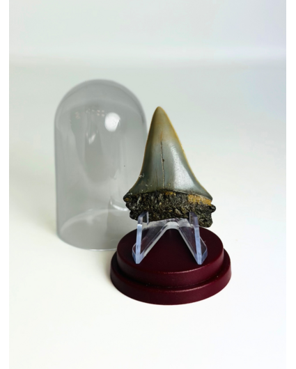 Dente di Squalo "Wraith" | 4,6 cm