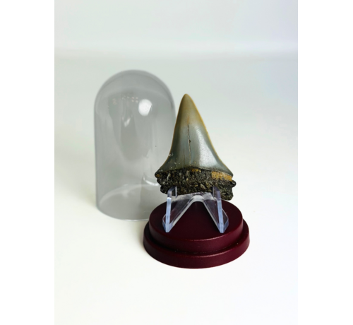 Shark Tooth "Wraith" | 4,6 cm