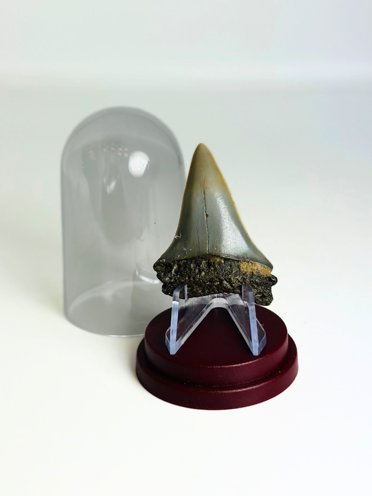 Cadeautip Haaientand in Stolpje "Wraith" | 4,6 cm