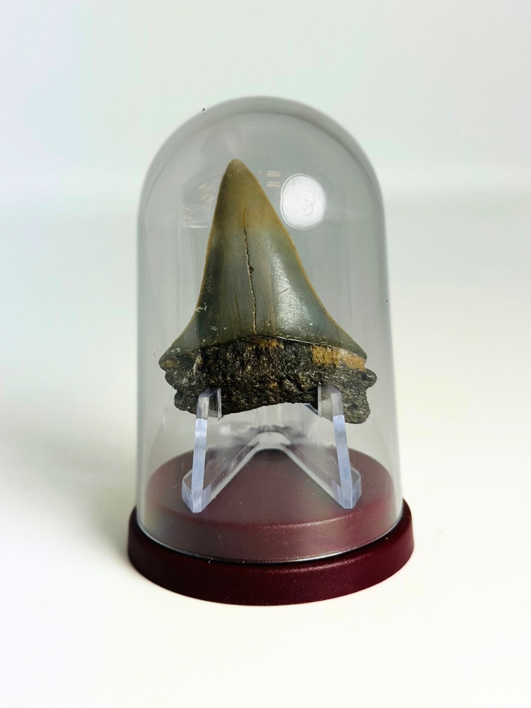 Diente de Tiburón "Wraith" | 4,6 cm