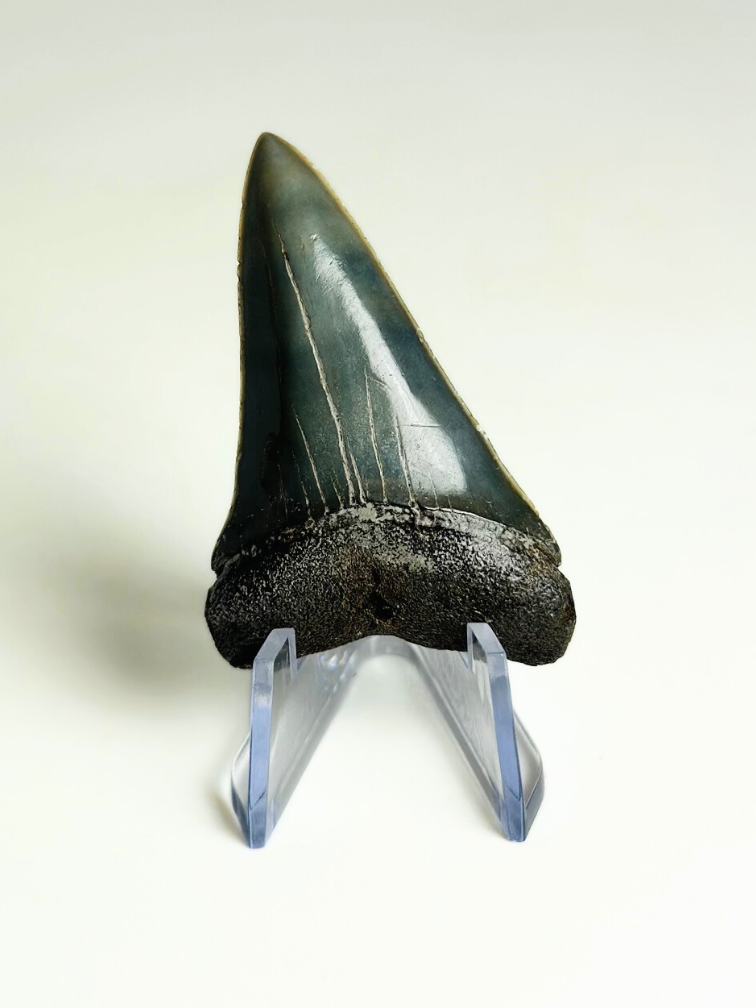 Shark Tooth "Michael" | 4,8 cm