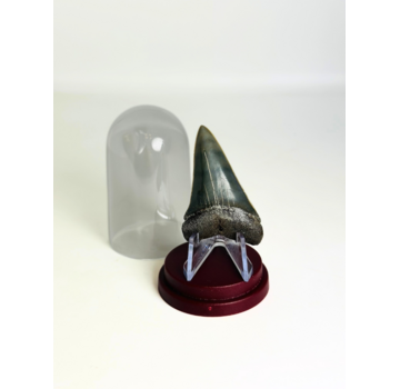 Shark Tooth "Michael" | 4,8 cm