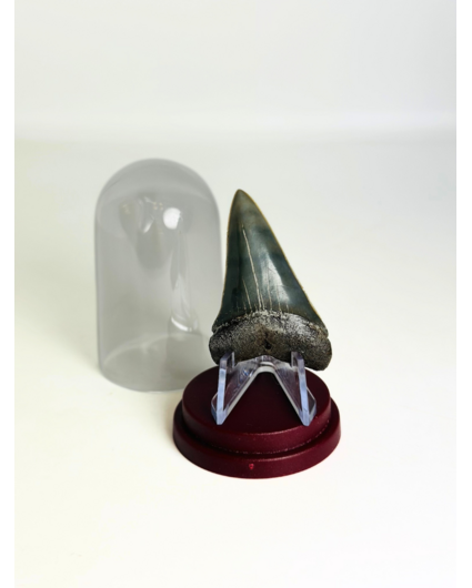 Cadeautip Haaientand in Stolpje "Michael" | 4,8 cm