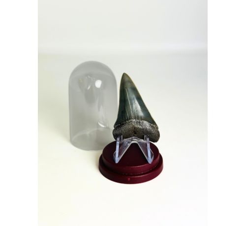 Cadeautip Haaientand in Stolpje "Michael" | 4,8 cm