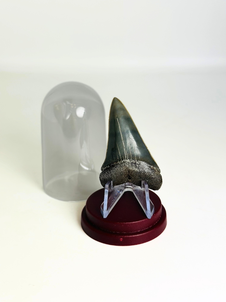 Shark Tooth "Michael" | 4,8 cm