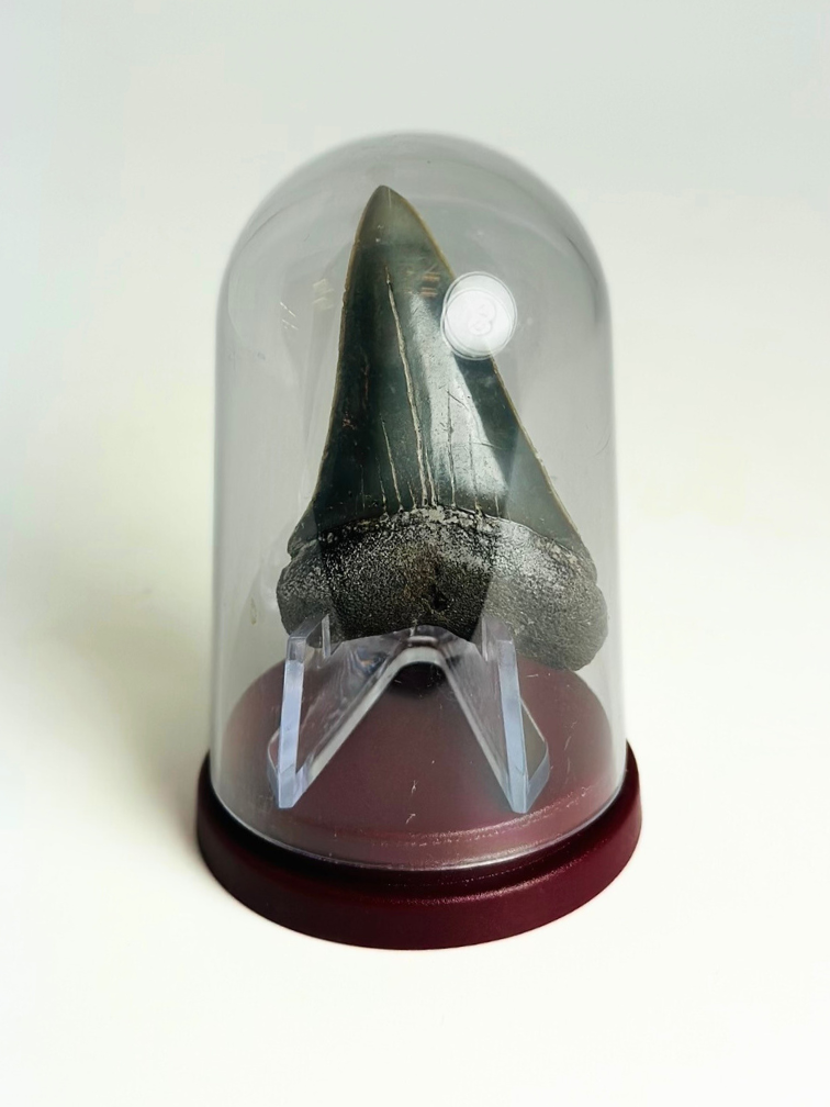 Shark Tooth "Michael" | 4,8 cm