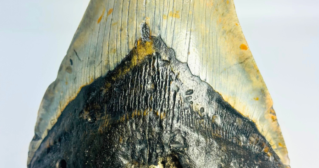 E se il megalodonte fosse vivo oggi?