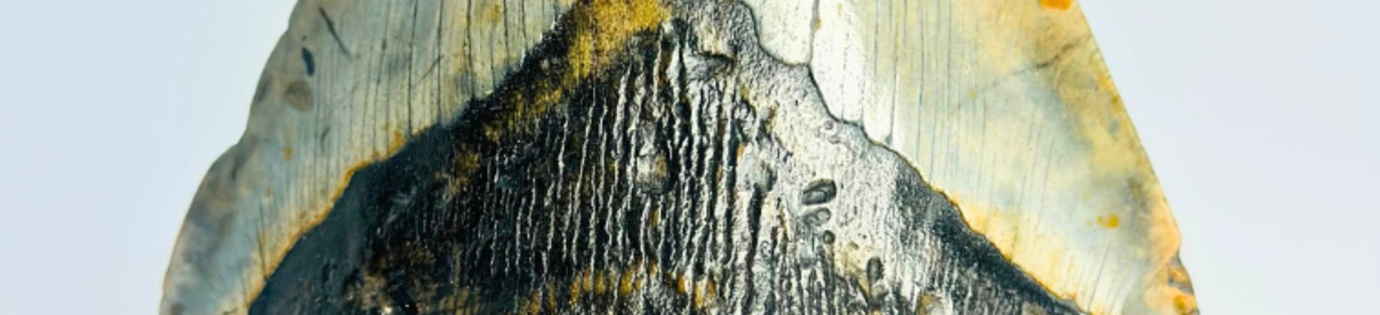 E se il megalodonte fosse vivo oggi?