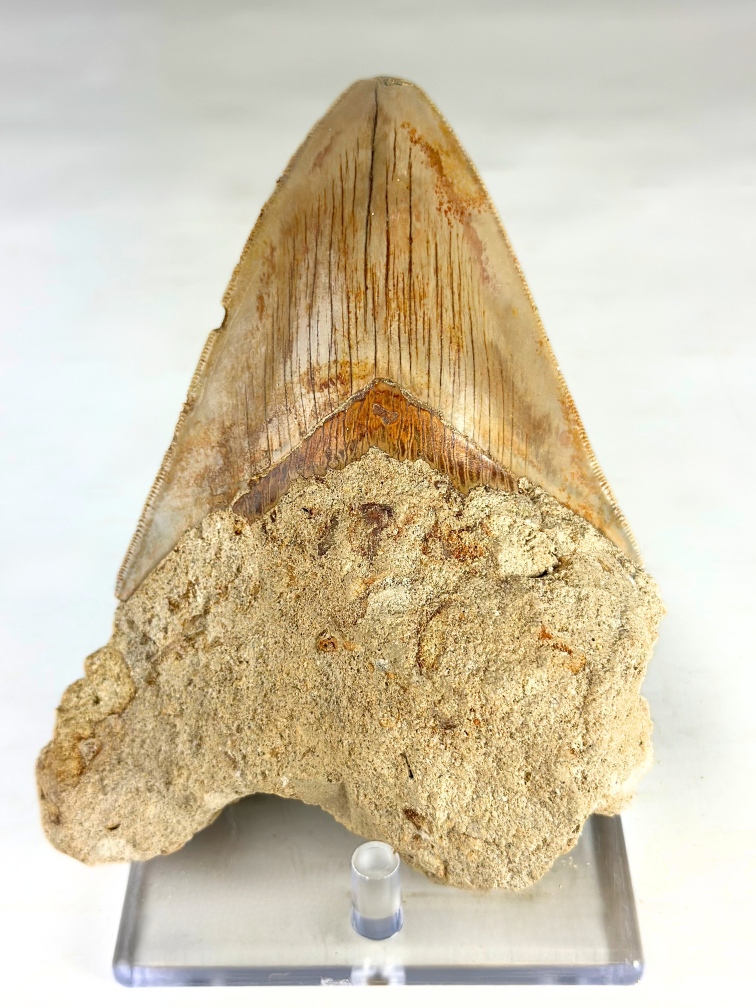 Présentoir en plastique les dents de Megalodon - 6 cm de haut