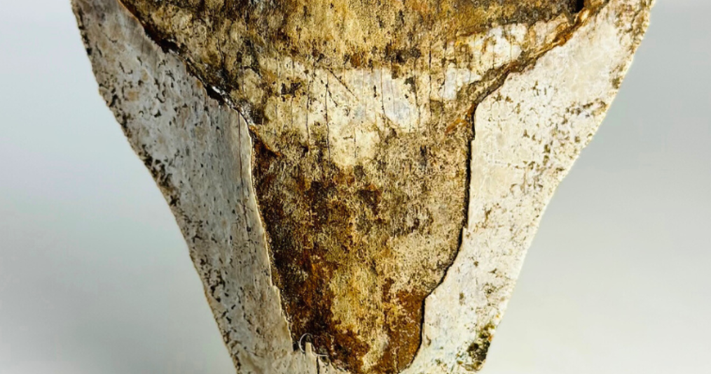 Denti di megalodon nelle spedizioni subacquee