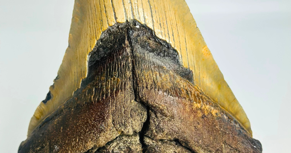 Een Megalodon tand als investering