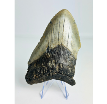 Megalodon Tooth "Powerful Ogre" (USA) - 12,2 cm