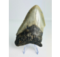 Megalodon-Zahn "Powerful Ogre" (USA) - 12,2 cm