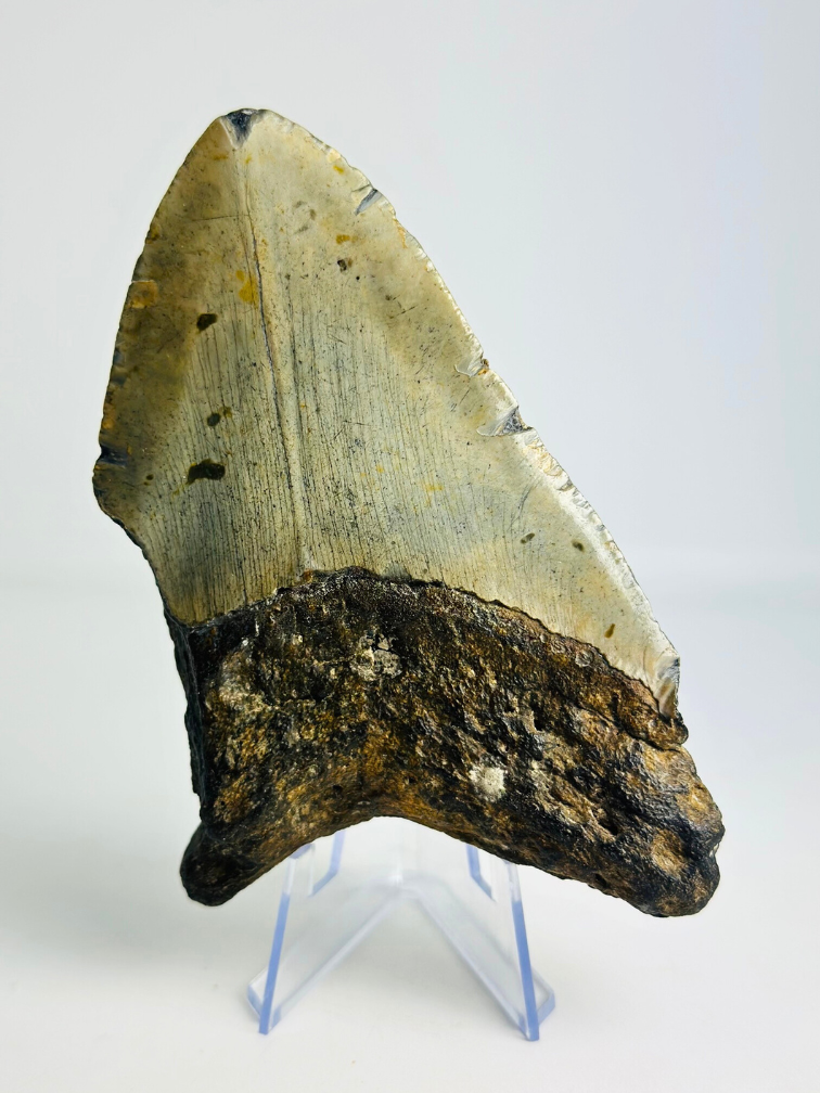 Megalodon Tand "Powerful Ogre" (VS) - 12,2 cm