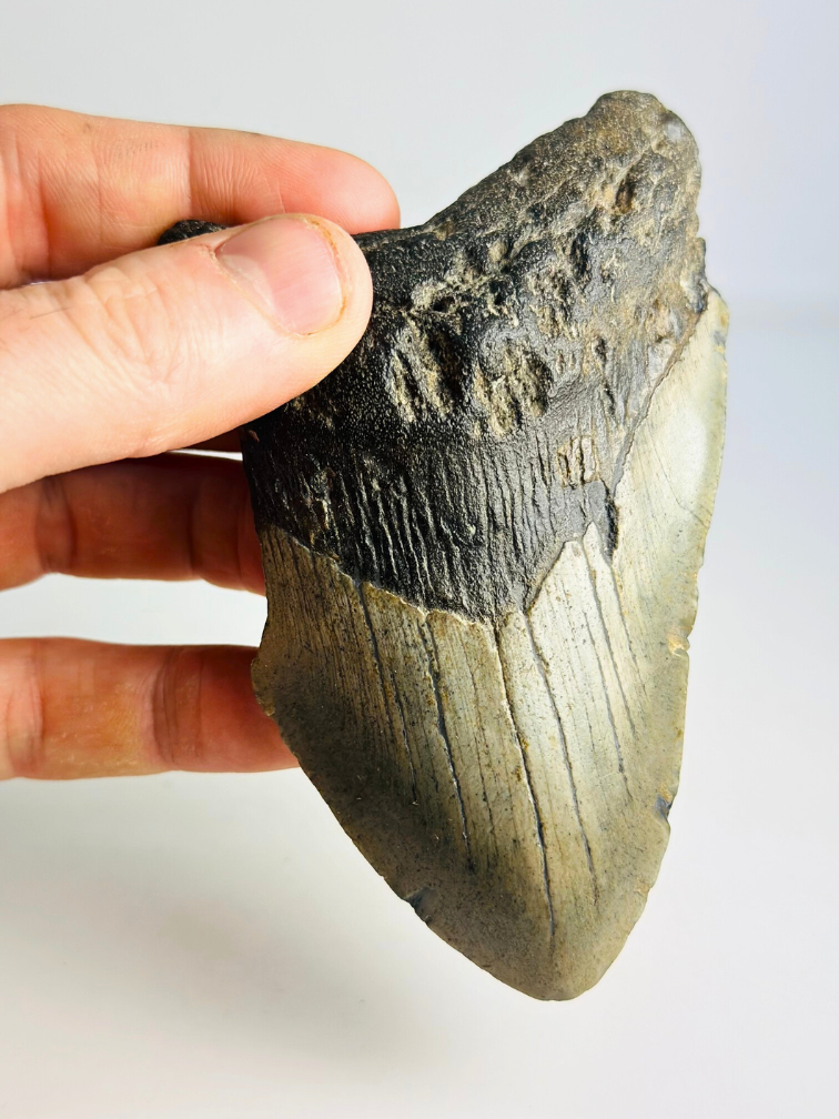 Megalodon Tand "Powerful Ogre" (VS) - 12,2 cm