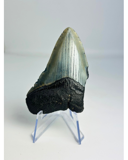 Megalodon tand "Evil Warding" (VS) - 7,7 cm (3,03 inch)