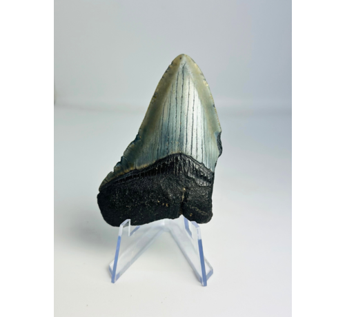 Diente de Megalodon "Evil Warding" (US) - 7,7 cm (3,03 inch)