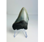 Megalodon tand "Evil Warding"  (VS) - 7,7 cm (3,03 inch)
