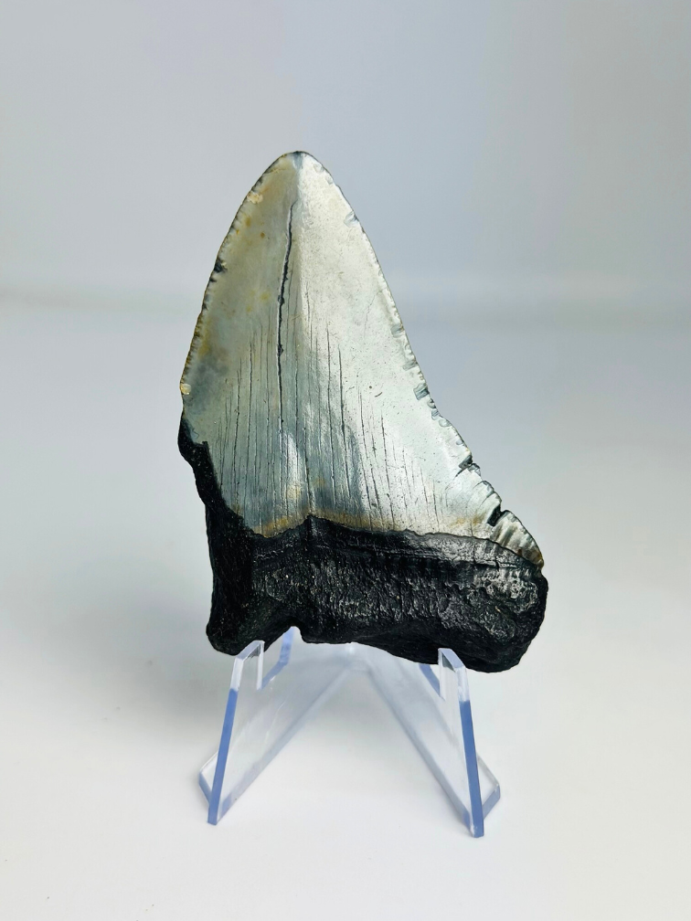 Megalodon-Zahn "Evil Warding" (US) - 7,7 cm (3,03 inch)