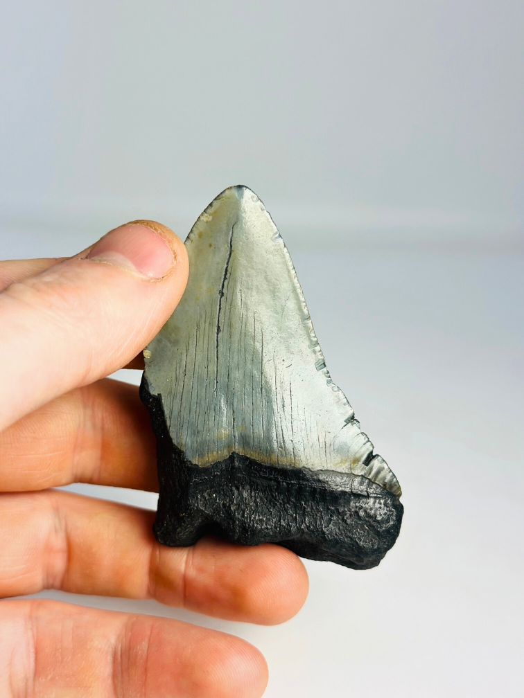 Dent de Megalodon "Evil Warding" (US) - 7,7 cm (3,03 inch)
