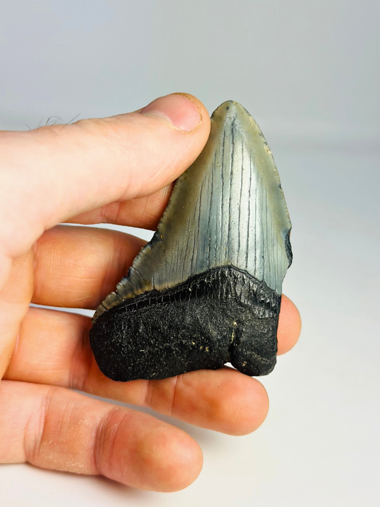 Dent de Megalodon "Evil Warding" (US) - 7,7 cm (3,03 inch)