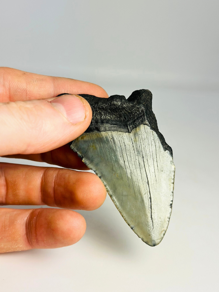 Diente de Megalodon "Evil Warding" (US) - 7,7 cm (3,03 inch)