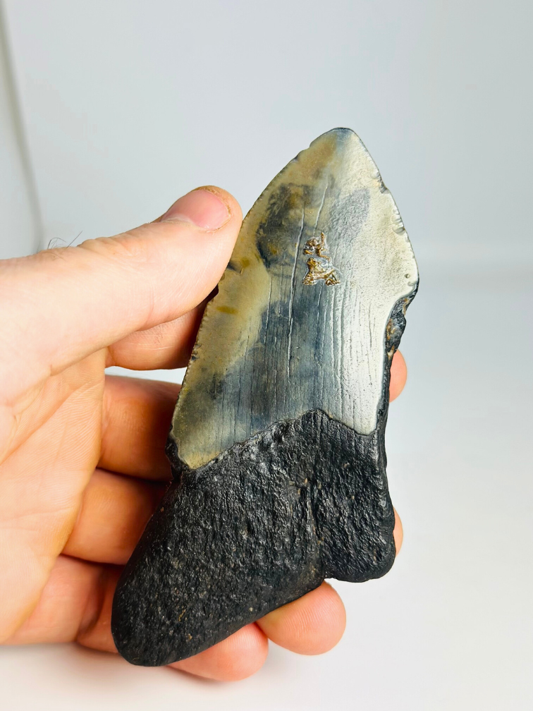 Dente di Megalodon ''Shield of Honor'' (USA) - 11,7cm