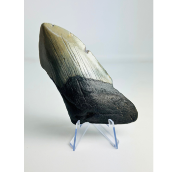 Megalodon tand ''Shield of Honor'' (VS) - 11,7cm