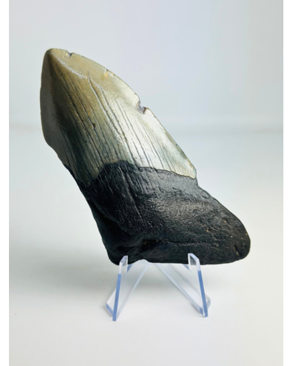 Megalodon tooth ''Shield of Honor'' (USA) - 11,7cm