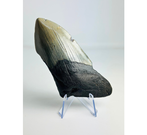 Dente di Megalodon ''Shield of Honor'' (USA) - 11,7cm