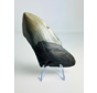Megalodon-Zahn ''Shield of Honor'' (USA) - 11,7cm