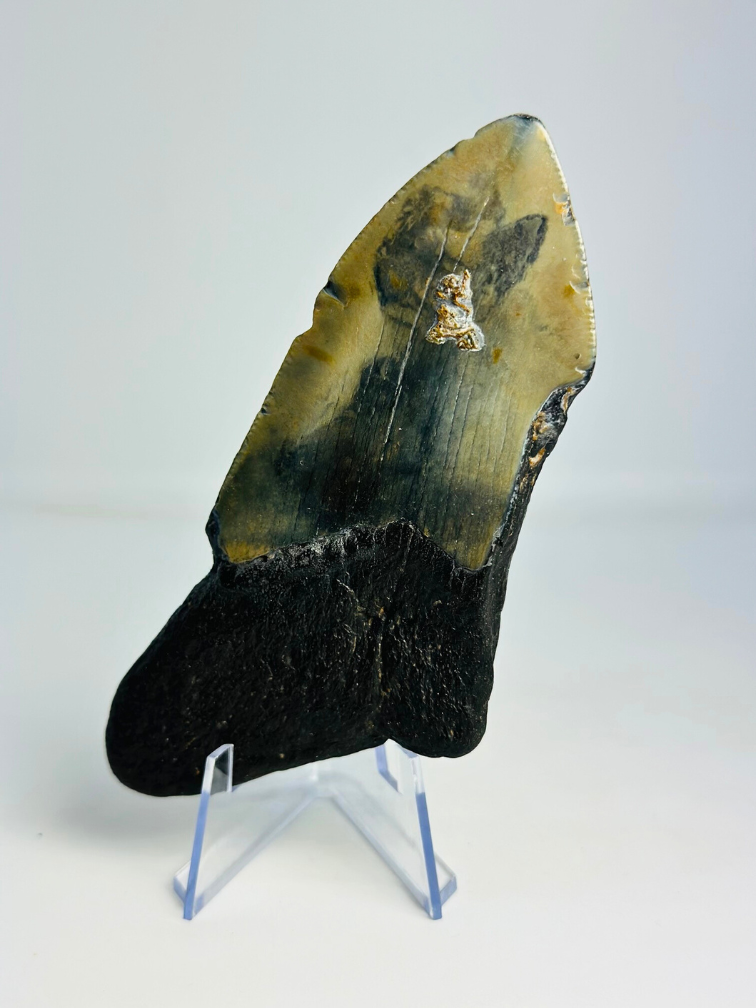 Megalodon tooth ''Shield of Honor'' (USA) - 11,7cm
