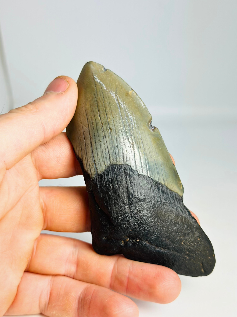 Megalodon tooth ''Shield of Honor'' (USA) - 11,7cm