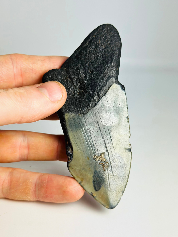 Megalodon tooth ''Shield of Honor'' (USA) - 11,7cm