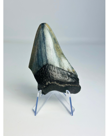 Megalodon-Zahn "Raptor Nail" (US) - 8 cm