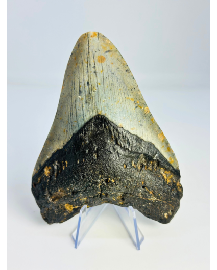 Megalodon Tand "Dragon of Frost" (VS) - 12,1 cm