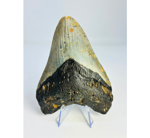 Diente de Megalodonte «Dragón de las Nieves» (EE. UU.) - 12,1 cm