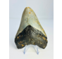 Diente de Megalodonte «Dragón de las Nieves» (EE. UU.) - 12,1 cm