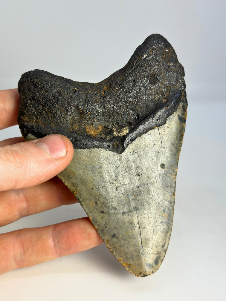 Dent de Mégalodon « Dragon des glaces » (États-Unis) - 12,1 cm