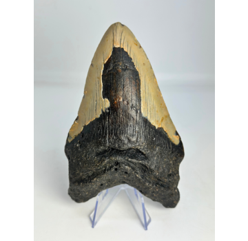 Megalodon Tand "Leviathan's Demise" (VS) - 13,4 cm