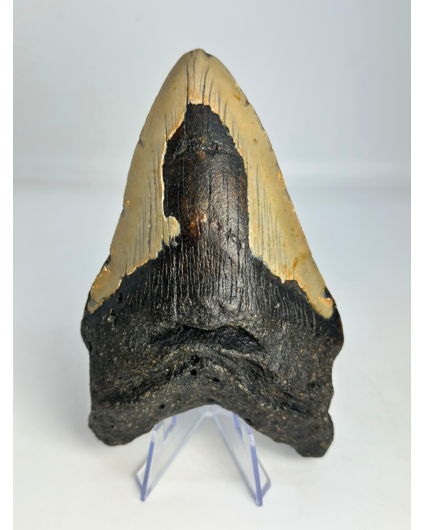 Megalodon-Zahn "Leviathan's Demise" (US) - 13,4 cm