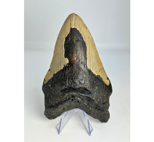 Megalodon Tand "Leviathan's Demise" (VS) - 13,4 cm