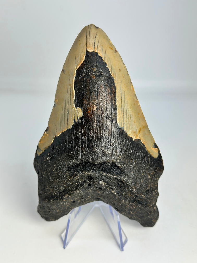 Dent de mégalodon "Leviathan's Demise" (US) - 13,4 cm