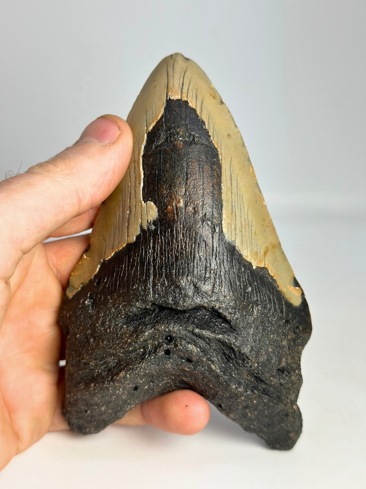 Dent de mégalodon "Leviathan's Demise" (US) - 13,4 cm