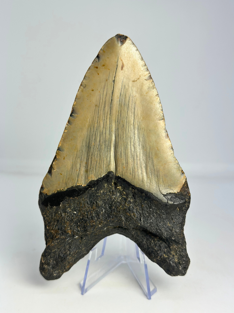 Megalodon-Zahn "Leviathan's Demise" (US) - 13,4 cm