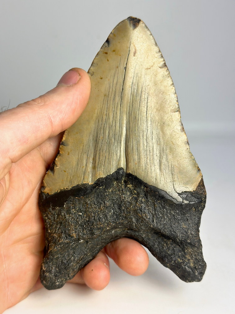 Megalodon Tooth "Leviathan's Demise" (US) - 13,4 cm