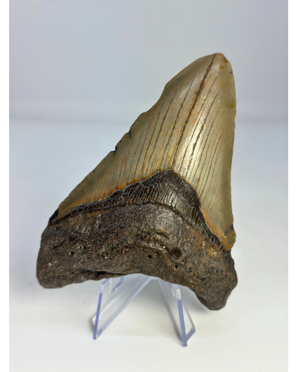 Dent de mégalodon "Mermaid Man" (US) - 11,8 cm