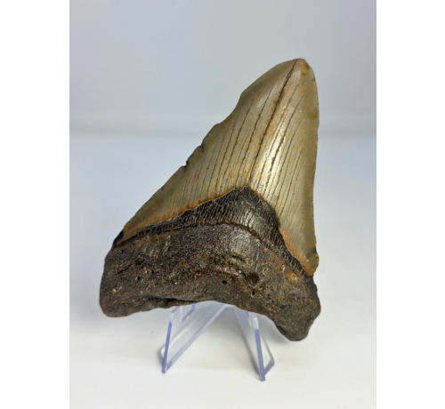 Megalodon-Zahn "Mermaid Man" (US) - 11,8 cm