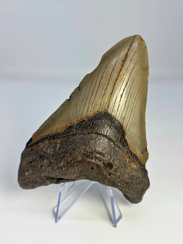 Megalodon Tooth "Mermaid Man" (US) - 11,8 cm