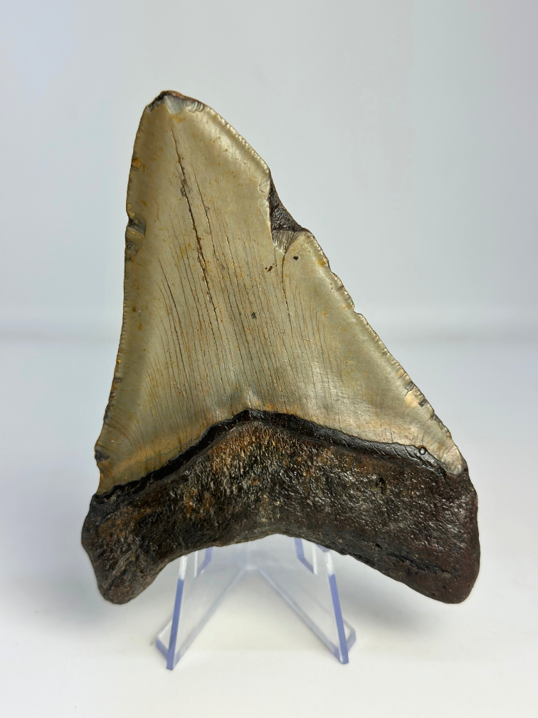 Megalodon-Zahn "Mermaid Man" (US) - 11,8 cm